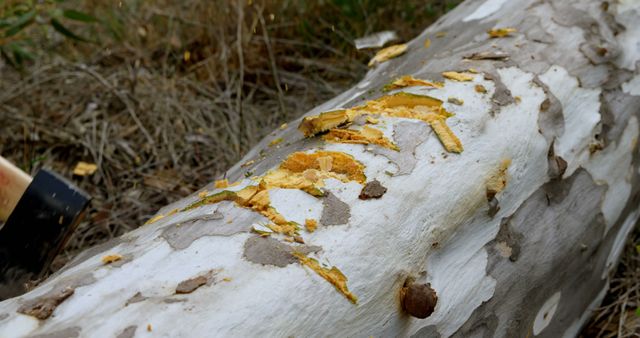 Detailed close-up of bark peeling from a fallen tree trunk surrounded by dry grass. Can be used in articles related to nature studies, forestry, ecology, environmental science, outdoor adventures, and textures for design projects.