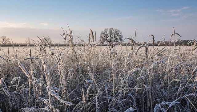 Frost-covered grasses glinting at dawn in winter meadow with solitary tree