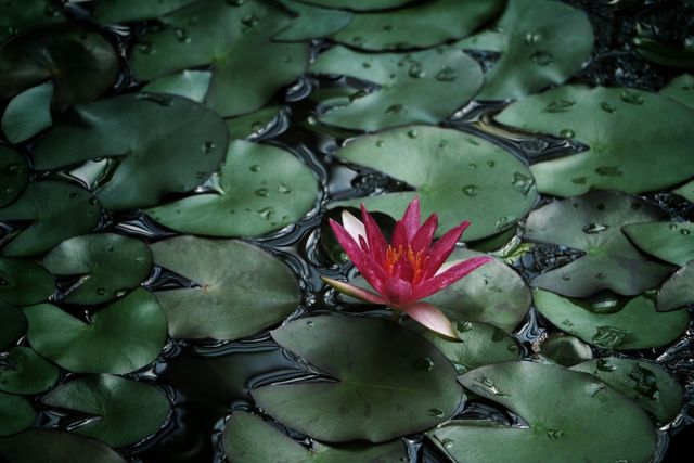 Single pink water lily surrounded by green lily pads in a calm pond creates soothing, tranquil scene. Ideal for meditation-themed visuals, nature magazines, gardening articles, or wall art focusing on serene nature settings.