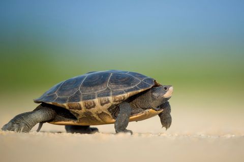 Turtle crawling on sandy shore with soft blue-green background