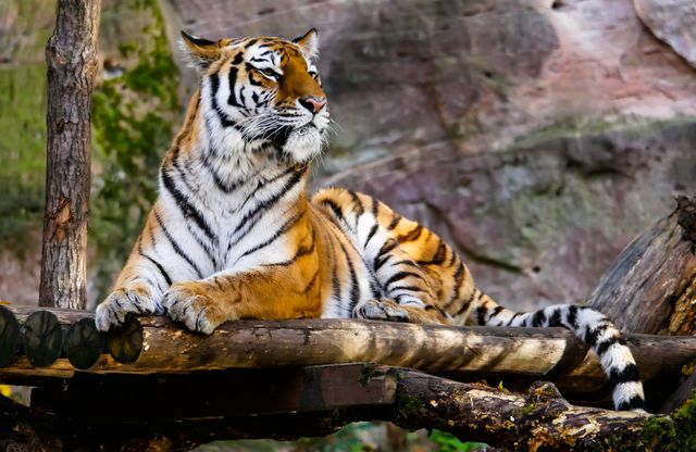 Majestic Bengal Tiger Resting on Wooden Platform in Natural Habitat - Download Free Stock Photos Pikwizard.com