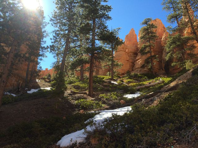 This scene depicts a sunlit forest with towering rocky cliffs against a blue sky in Bryce Canyon. Snow patches can be seen on the ground, adding to the natural beauty of the location. Ideal for nature lovers, this image can be used in travel blogs, outdoor adventure promotions, and park tourism advertisements.