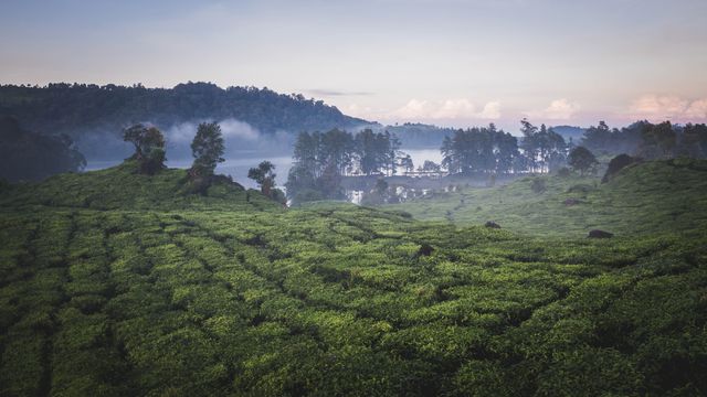 A serene view of a green tea plantation in the early morning with a misty forest in the background. Ideal for use in travel blogs, agricultural websites, and presentations about rural life and nature. Great for promoting eco-tourism and environmental awareness.