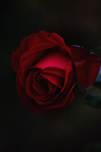 Close-up view of an elegant red rose flower illuminated in dim lighting creating a dramatic and romantic feel. Can be used for valentines day cards, floral arrangements, or romantic-themed projects showcasing the beauty and allure of nature.