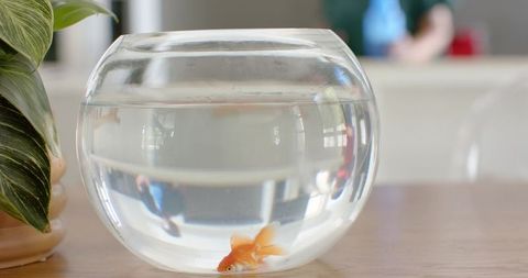 Minimal glass fishbowl with goldfish and window reflections beside potted plant on wooden table