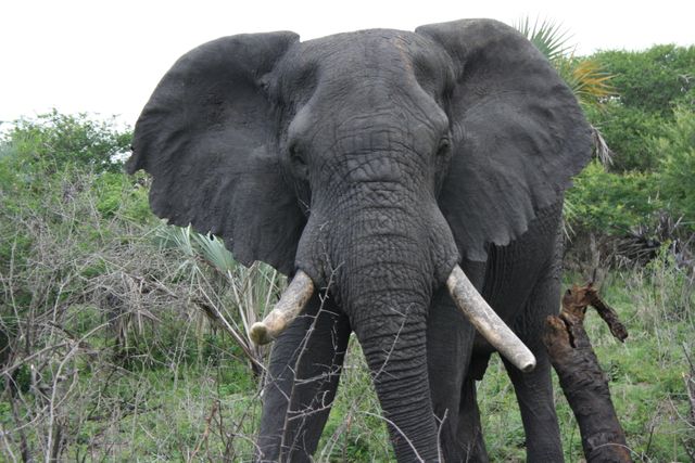 Mammal Tusker Elephant - Download Free Stock Photos Pikwizard.com