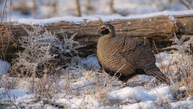 Game bird standing in frosty meadow showing barred brown plumage near fallen log