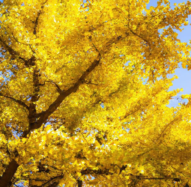 General view of yellow leaves of ginkgo tree on sunny day. Nature, harmony and tree concept.