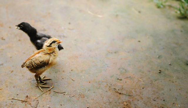 Two young chicks standing on dirt ground, one black and one brown, exploring their surroundings. Ideal for content related to agriculture, farm life, wildlife, nature scenes, or animal behavior studies. Suitable for educational materials, blog posts about raising poultry, or websites focusing on farming and animal care.