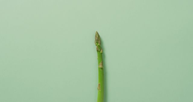 Single Asparagus Spear on Pastel Green Background - Download Free Stock Images Pikwizard.com