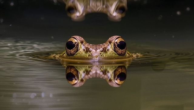 Frog peering at waterline with mirror reflection and concentric ripples macro