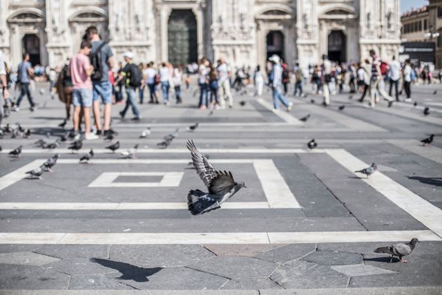 Showing a pigeon flying through a historic piazza bustling with tourists. The blurred background suggests movement of people, with some gathering in groups and others walking around, enjoying the architectural surroundings. This can be used for travel websites, brochures, urban lifestyle blogs, or articles about popular European destinations.