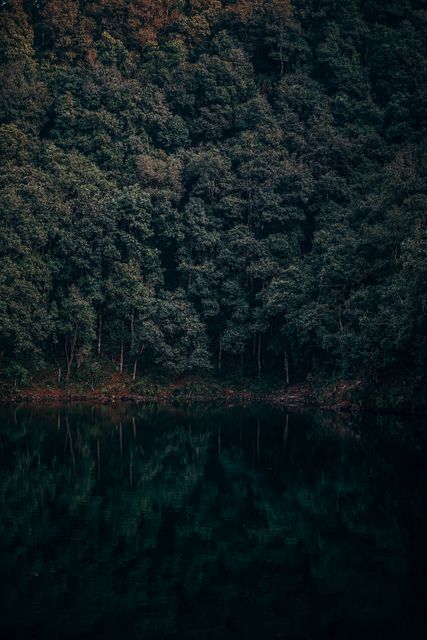 Dense Forest Reflections on Serene Lake during Dusk - Download Free Stock Photos Pikwizard.com