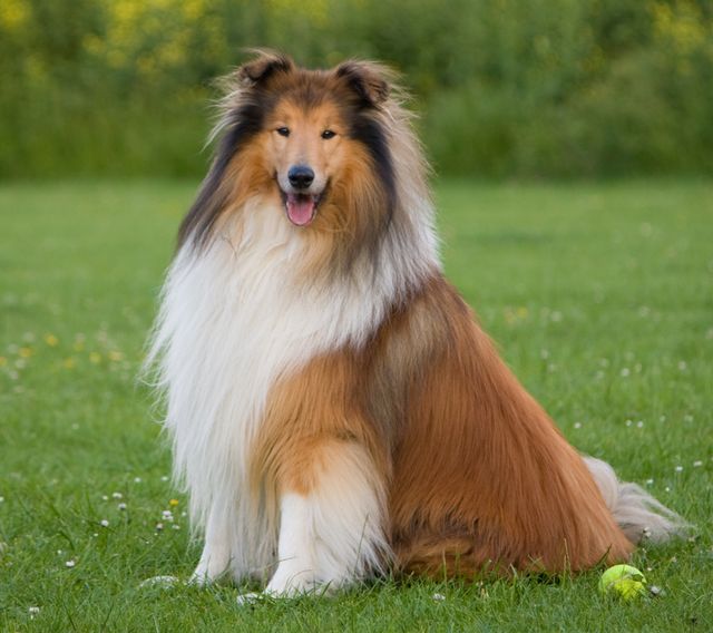 A fluffy Collie dog with golden brown and white fur sitting on a green grass field. The dog is looking towards the camera with a happy expression. Suitable for use in pet care advertisements, dog magazine articles, stock photos for websites about dogs, and promotional materials for outdoor and nature products.