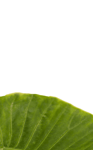 Green leaf clip art on transparent background for designs