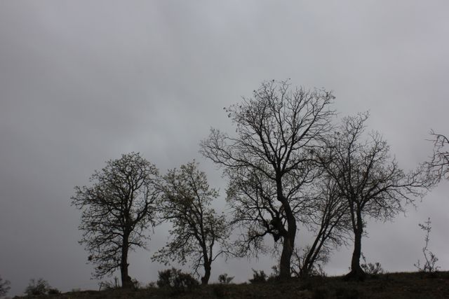 Bare trees with branches silhouetted against a cloudy, overcast sky creating a moody and somber ambiance. Ideal for expressing themes of melancholy, solitude, or the changing seasons. Suitable for use in backgrounds, environmental and weather-related projects, or mood-setting visuals in creative works.