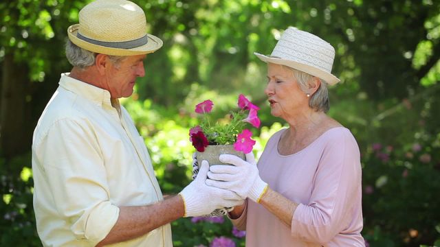 Video depicts a senior couple sharing a sweet moment while gardening together in an outdoor garden. Both are engaging with a flower pot, signifying love and companionship in retirement years. Useful for topics on elderly lifestyles, gardening hobbies, family bonds, and romantic senior moments.