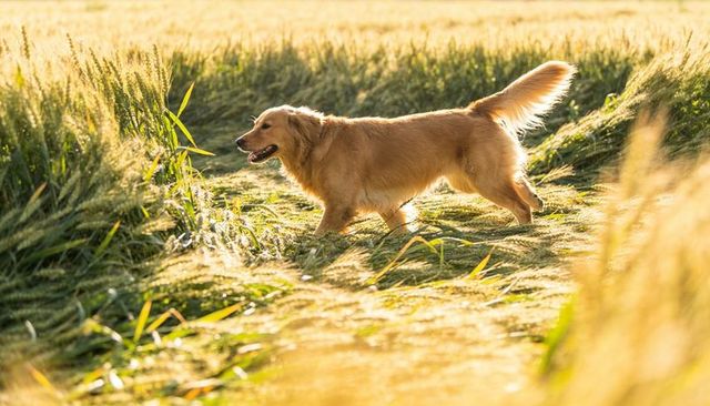 Golden retriever walking through sunlit wheat field at golden hour, backlit rural meadow scene