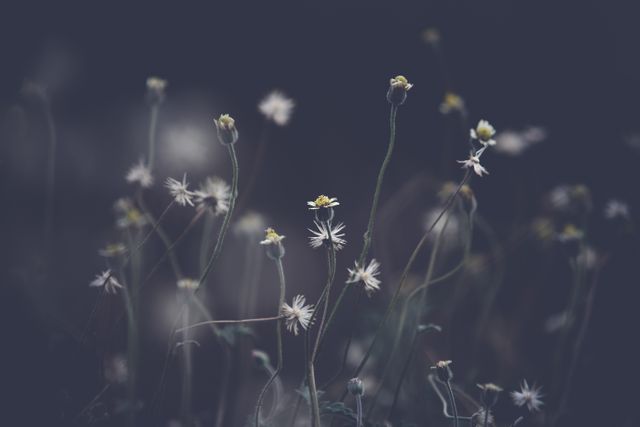 Delicate wildflowers with small white petals and thin stems, softly lit against a dark background, giving an ethereal and dreamy feel. Ideal for nature-themed content, mindfulness and relaxation projects, botanical studies, and backgrounds for inspirational quotes.