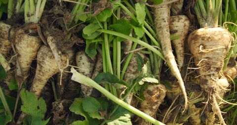 Freshly harvested organic parsnips with green tops