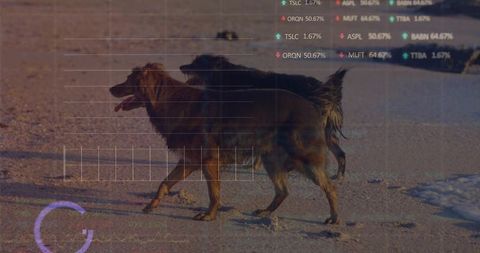 Two long-coated brown dogs walking along sandy shore with digital hud overlays and paw prints