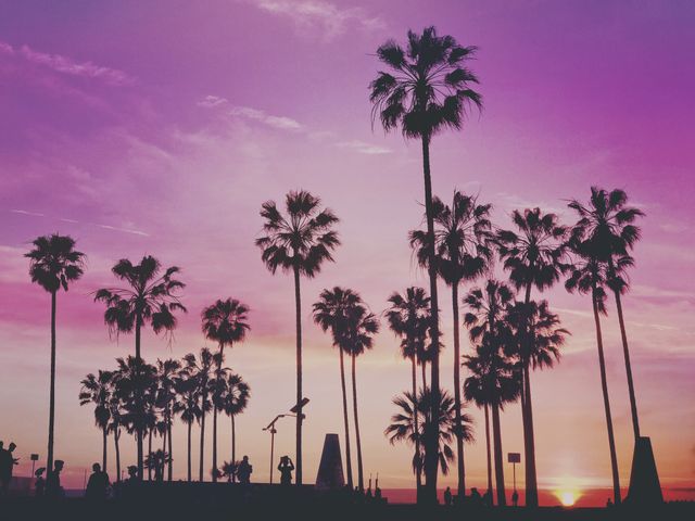 Tall palm trees silhouetted against vibrant sunset sky - Download Free Stock Photos Pikwizard.com