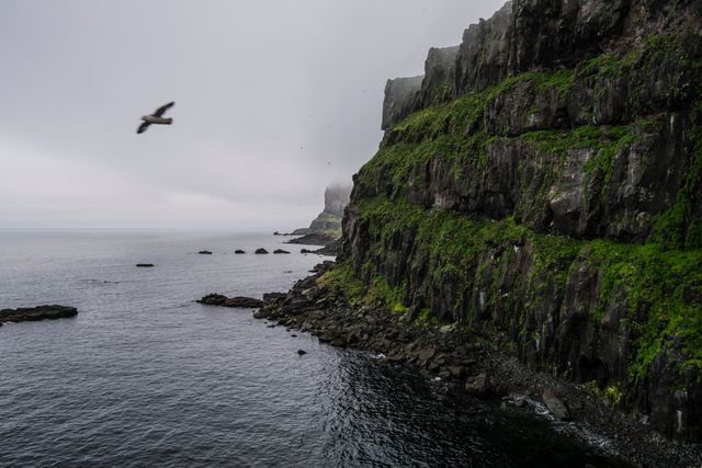 Captures a seagull flying by lush, green cliffs in misty weather over the ocean, creating a serene coastal scene. Ideal for use in travel promotions, nature blogs, relaxation websites, and educational material about marine or cliffside ecosystems.