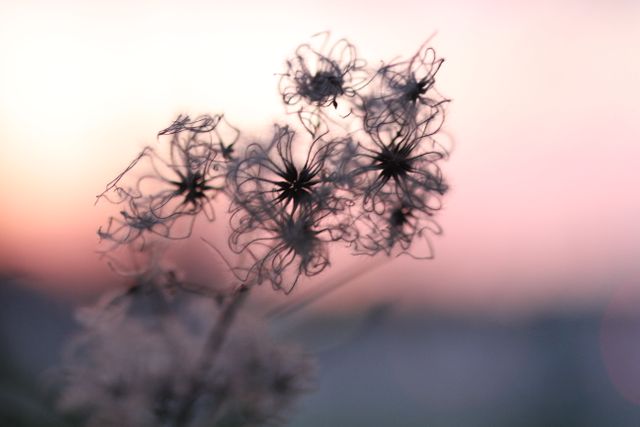 Dried flowers silhouetted against a colorful sunset sky with soft-focus details. Perfect for use in nature or abstract art projects, background and texture designs, or meditation and relaxation themes.