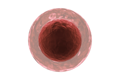 transparent human egg cell digital illustration - Download Free Stock Videos Pikwizard.com