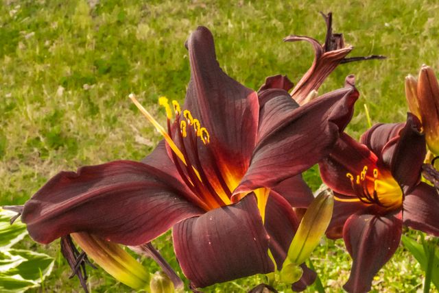 Exciting close-up depicting vibrant red lilies blooming in natural setting. Ideal for use in gardening magazines, nature websites, and as decorative prints for home and office spaces. Perfect for promoting horticultural activities and showcasing the beauty of flowers during flowering season.
