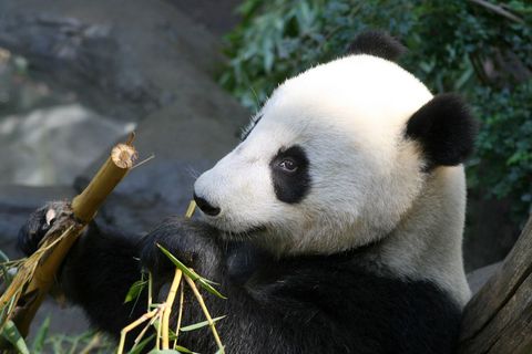 Giant panda munching on bamboo in natural habitat