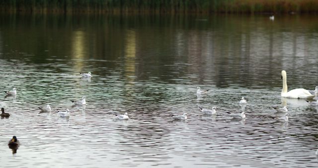 Image shows a group of seagulls and a swan swimming on a calm lake with rippled water reflections. Can be used for nature blogs, wildlife conservation projects, or serene landscape posters.