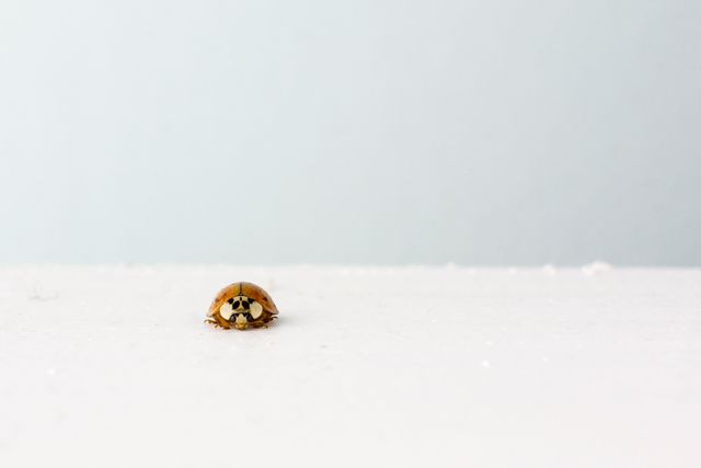 Close-Up of a Single Ladybug Crawling on White Surface - Download Free Stock Photos Pikwizard.com
