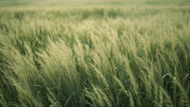 Swaying green barley grass in sunlit field with soft seed heads and pastoral texture