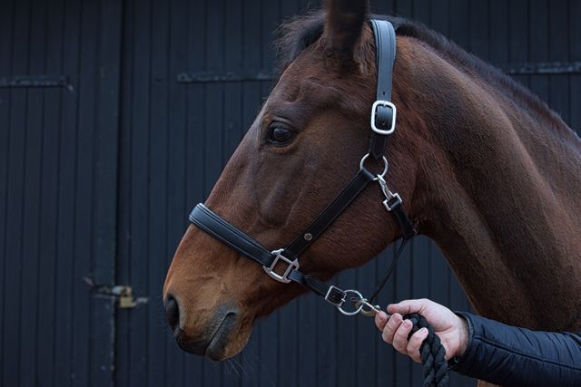 Close-up of brown horse wearing bridle while being groomed in stable. Ideal for equestrian, farming, and animal care promotional materials. Useful for illustrating contact with pets, livestock management, or horse grooming techniques.