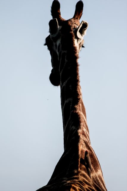 Giraffe standing tall with its back toward viewer, neck extended against a clear blue sky. Useful for wildlife concepts, nature photography collections, educational materials on animals, safari tours promotions, and African animal kingdom themes.