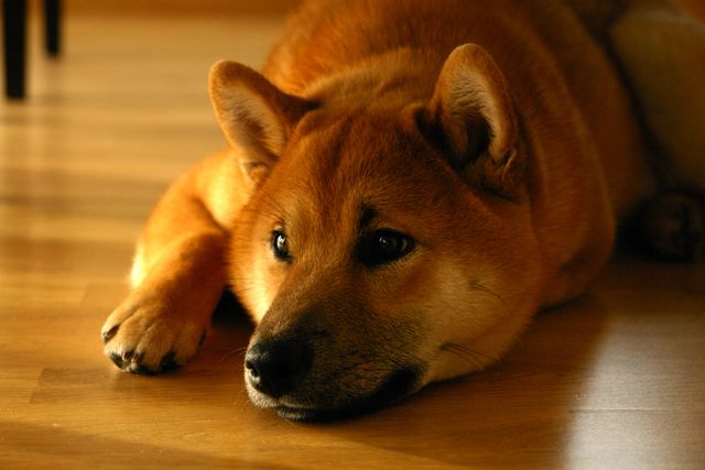 Shiba Inu resting on a wooden floor indoors. The close-up view shows its relaxed expression, making it ideal for pet care advertisements, home decor content, or articles on dog breeds and pet ownership.