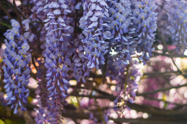 Close-up of beautiful wisteria flowers in full bloom. Perfect for use in gardening blogs, flower guides, or nature-themed websites. Great for illustrations related to spring and floral beauty.