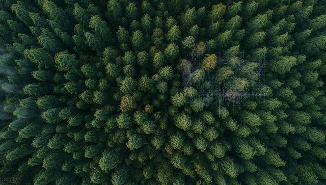 Aerial drone view of dense coniferous canopy revealing small patch of dead crowns