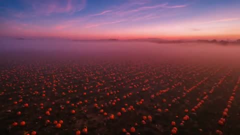 Drone Over Serene Pumpkin Patch at Misty Dawn