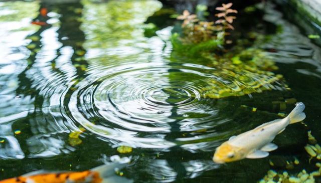 Sunlit koi pond ripples creating concentric water circles over pebbles and reflections