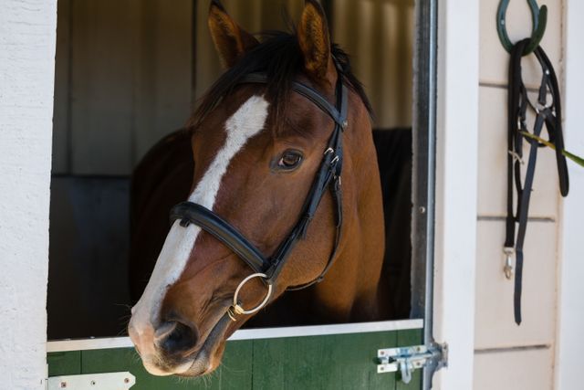 Horse standing at stable door with bridle on, looking outside. Ideal for use in equestrian-themed content, farm and rural lifestyle promotions, animal care advertisements, and pet-related publications.