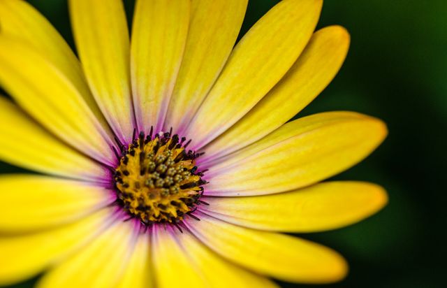 This vibrant close-up captures an African daisy in full bloom, showcasing its striking yellow petals with a hint of purple near the center. The detailed view offers a splendid portrayal of the flower's intricate structure, perfect for botanical studies, nature-based content, and seasonal inspiration. Ideal for usage in gardening blogs, floral catalogs, and nature posters.