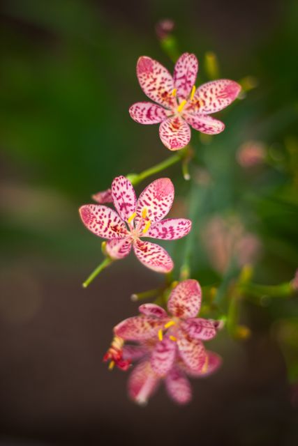 Close-up view of three spotted pink and red leopard lilies in full bloom with blurred green background. Ideal for use in gardening blogs, botanical studies, floral decorations, home gardening enthusiasts, and nature-themed greeting cards. Perfect for adding an exotic floral touch to projects.