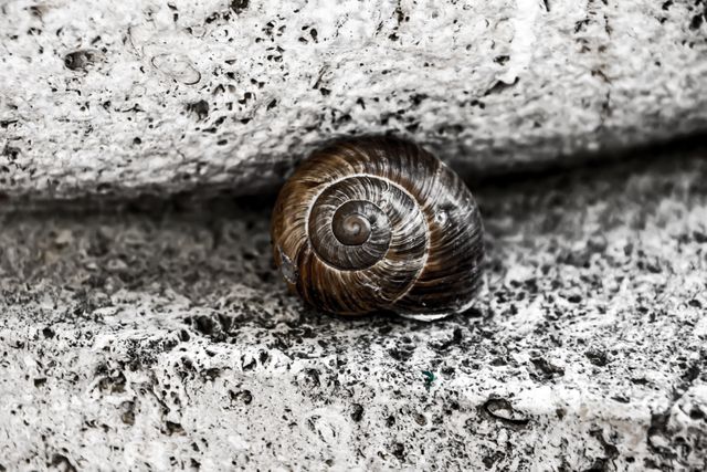 Close-up of Snail Shell on Rough Concrete Surface - Download Free Stock Photos Pikwizard.com