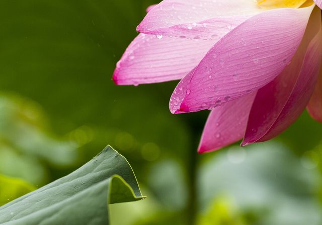 Vibrant Pink Lotus Flower with Dew Drops Against Green Background - Download Free Stock Photos Pikwizard.com