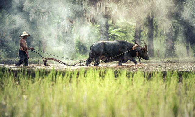 This depicts a farmer guiding an ox while plowing a field, set against a foggy rural Asian landscape. Useful for topics on traditional agriculture, rural life, farming techniques, and agricultural practices. Great for educational materials or articles highlighting farming in Asia.