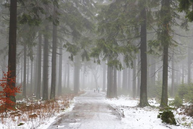 Foggy Winter Forest with Snow and Tall Trees - Download Free Stock Photos Pikwizard.com