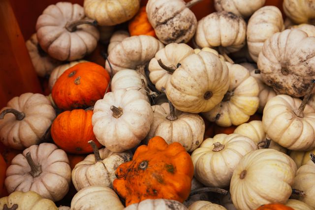 Pile of mixed mini white and orange pumpkins often used for autumn decoration. Suitable for seasonal displays, festive arrangements, cooking websites, gardening blogs, and marketing materials for fall events.