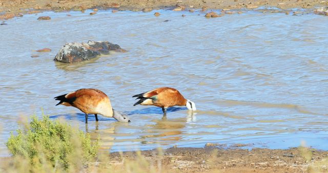Two geese are seen drinking water in a natural lake setting, surrounded by water and shoreline. This could be used in articles, blogs, or educational materials about wildlife, birds, nature, wetlands, and animal behavior. Ideal for promoting national parks, nature reserves, or fundraising for wildlife conservation projects.